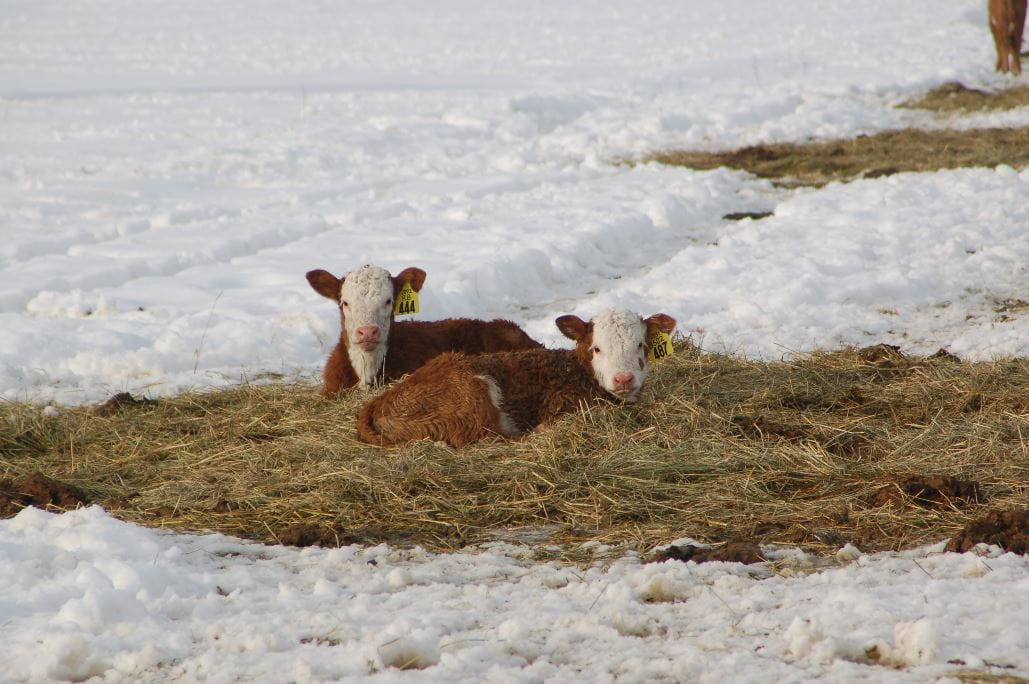 Calves laying in grass surrounded by snow
