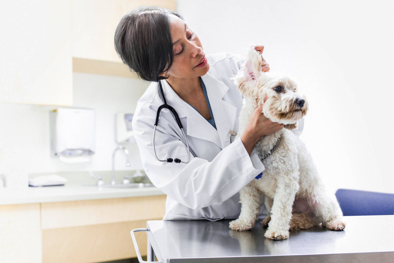 AB-AH-Veterinarian-Dog-Exam_RGB_Large_JPG